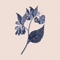 Hand drawn prickly comfrey flower in a blue tone on a beige background