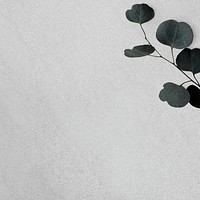 Eucalyptus branch gray psd wallpaper background