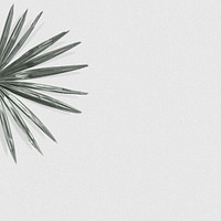 Green palm leaf psd background