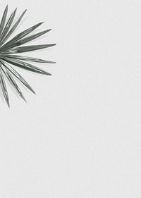 Green palm leaf psd background