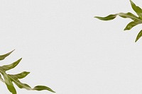 Arrowhead fern leaf psd gray background text space