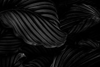 Calathea Orbifolia natural leaves background