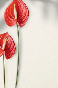 Flamingo flower on a white background design resource 