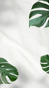 Green Monstera leaves on white background