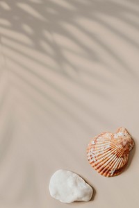 Natural seashell on beige background