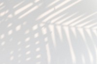 Tropical palm leaves shadow on a white wall 