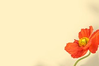 Closeup of red poppy flower on beige background