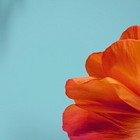 Closeup of red poppy flower petals on blue background
