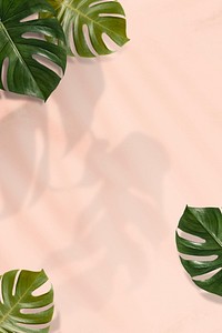 Monstera leaves on pink background