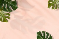 Monstera leaves on pink background