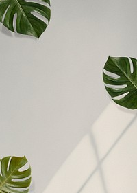 Monstera leaves on beige background