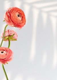 Fresh natural ranunculus on off white background