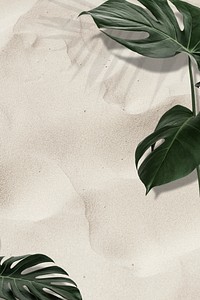 Green natural Monstera leaves on sandy background
