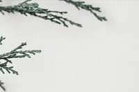 Pine branch border psd gray background