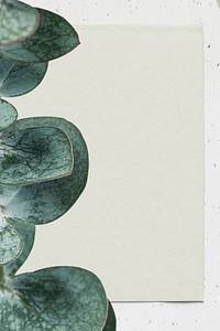 Eucalyptus leaf psd green paper background