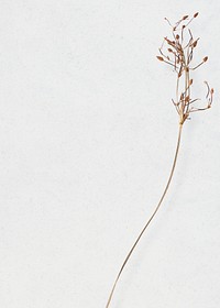 Minimal botanical background and wallpaper