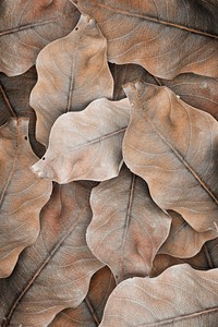 Beige leaf patterned background design space