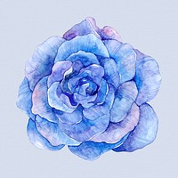 Blue hand drawn watercolor rose flower