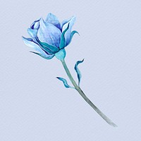 Blue hand drawn watercolor rose flower