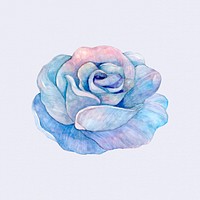 Blue hand drawn watercolor rose flower