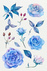 Watercolor floral and botanical hand drawn illustrations