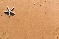 Starfish on a beach background vector