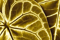 Gold leaf textured background vector