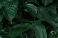 Green tropical leaves background vector