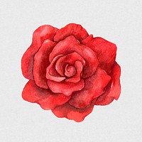 Psd red rose flower vintage clipart