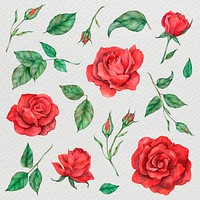 Rose and leaf set psd watercolor style