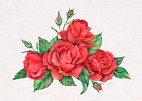 Hand drawn psd red rose flower