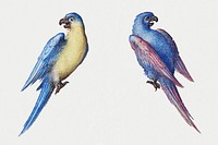 Hand drawn psd vintage parrot birds