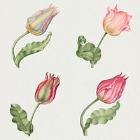 Pink tulip flower psd botanical illustration set, remix from The Model Book of Calligraphy Joris Hoefnagel and Georg Bocskay