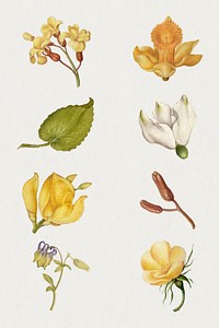 Botanical hand drawn vintage yellow flower set, remix from The Model Book of Calligraphy Joris Hoefnagel and Georg Bocskay