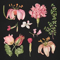 Vintage blooming pink flower psd illustration set, remix from The Model Book of Calligraphy Joris Hoefnagel and Georg Bocskay