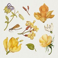 Botanical hand drawn vintage psd yellow flower set, remix from The Model Book of Calligraphy Joris Hoefnagel and Georg Bocskay