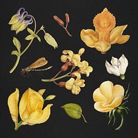 Botanical hand drawn psd vintage yellow flower set on black background, remix from The Model Book of Calligraphy Joris Hoefnagel and Georg Bocskay