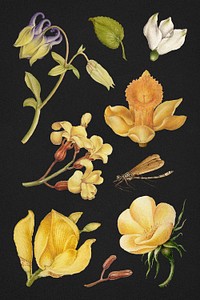 Botanical hand-drawn vintage flower set on black background, remix from The Model Book of Calligraphy Joris Hoefnagel and Georg Bocskay