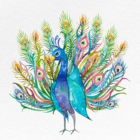 Watercolor peacock psd spreading its tails illustration