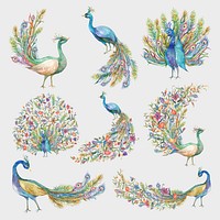 Beautiful watercolor peacock vector set