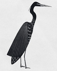 Black woodcut heron psd vintage clipart