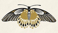 Gold black moth psd vintage linocut clipart
