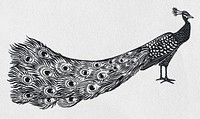 Peacock psd black bird stencil pattern hand drawn drawing