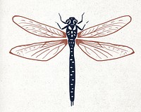 Vintage dragonfly linocut hand drawn illustration