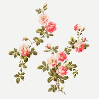 Psd colorful wild rose vintage botanical illustration