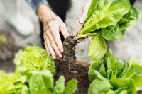 Gardener collecting organic vegetables