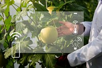 Smart farming 5.0 green plant product agricultural technology background