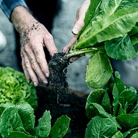 Farmer harvesting organic vegetables from soil