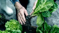 Farmer collecting organic lettuce from soil