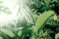 Organic green leaves with dew drops background